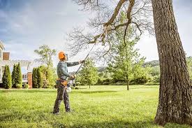 Best Tree Removal  in Iola, WI