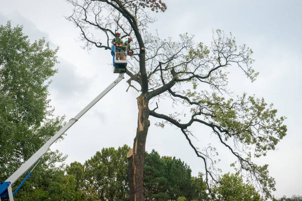 How Our Tree Care Process Works  in  Iola, WI