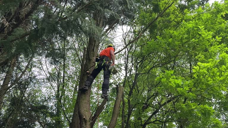 Professional Tree Services in Iola, WI