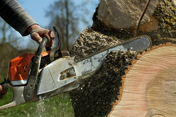 Best Tree Maintenance Programs  in Iola, WI